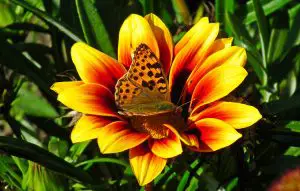 Butterfly on a Gazania Flower