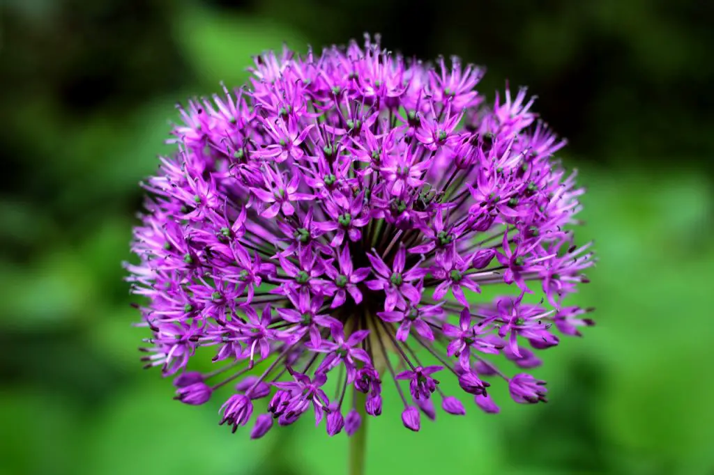 Collecting Allium Seeds and Benefits of Growing Them