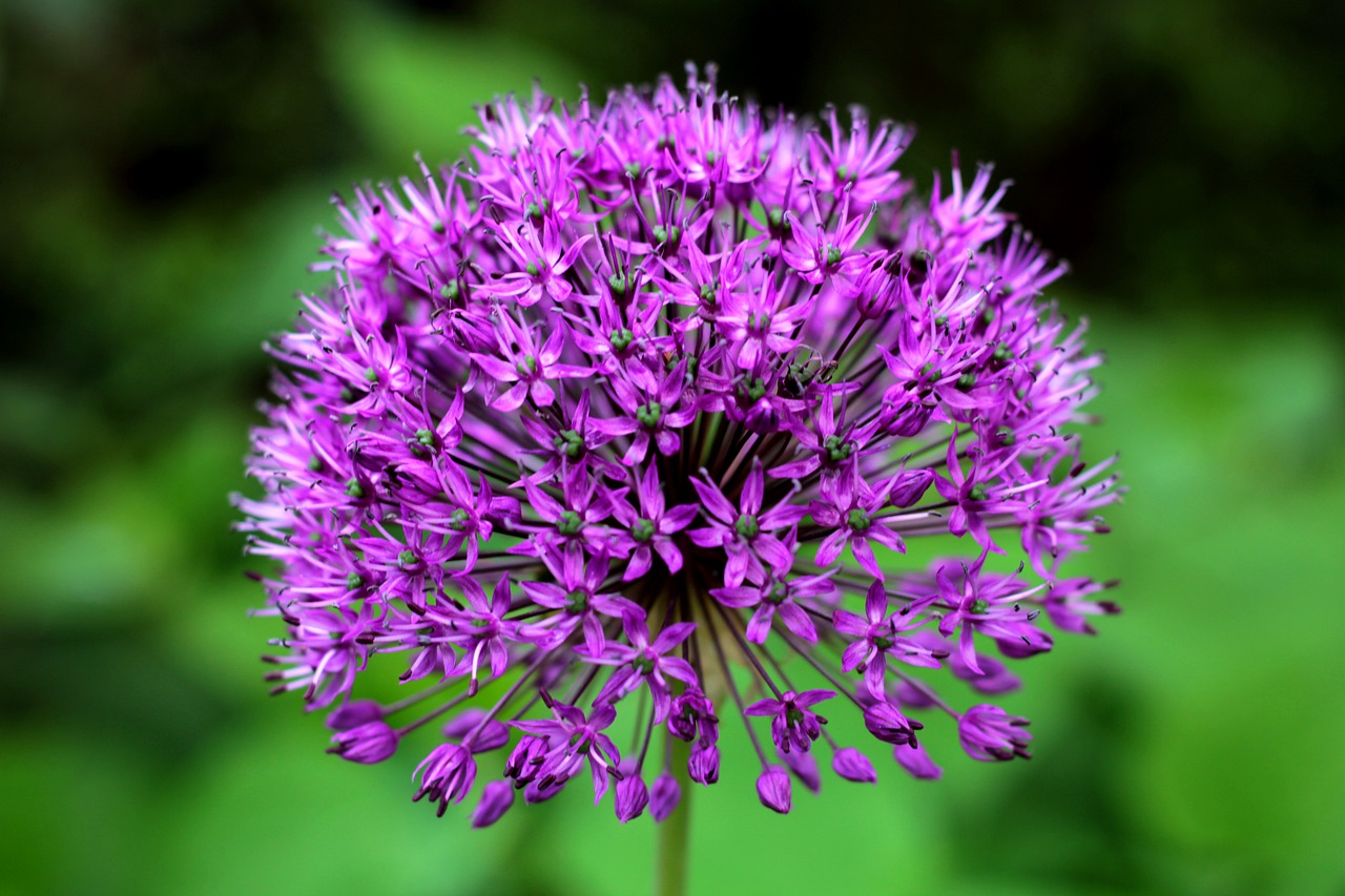 Collecting Allium Seeds and Benefits of Growing Them