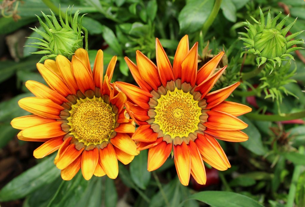 How To Grow Gazania (Treasure Blooms) Real Men Sow