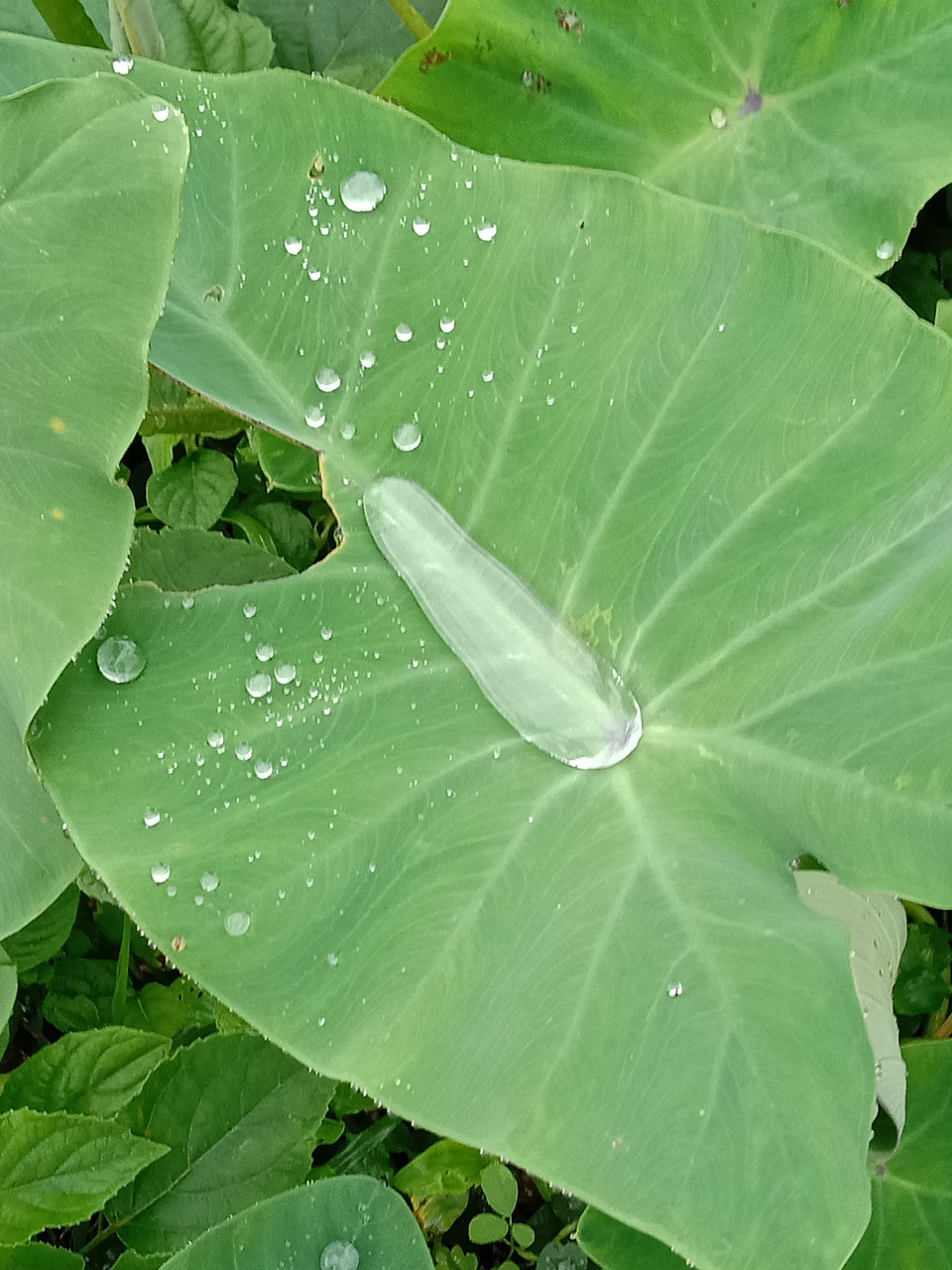 Green Elephant Ear Plants (Colocasia))