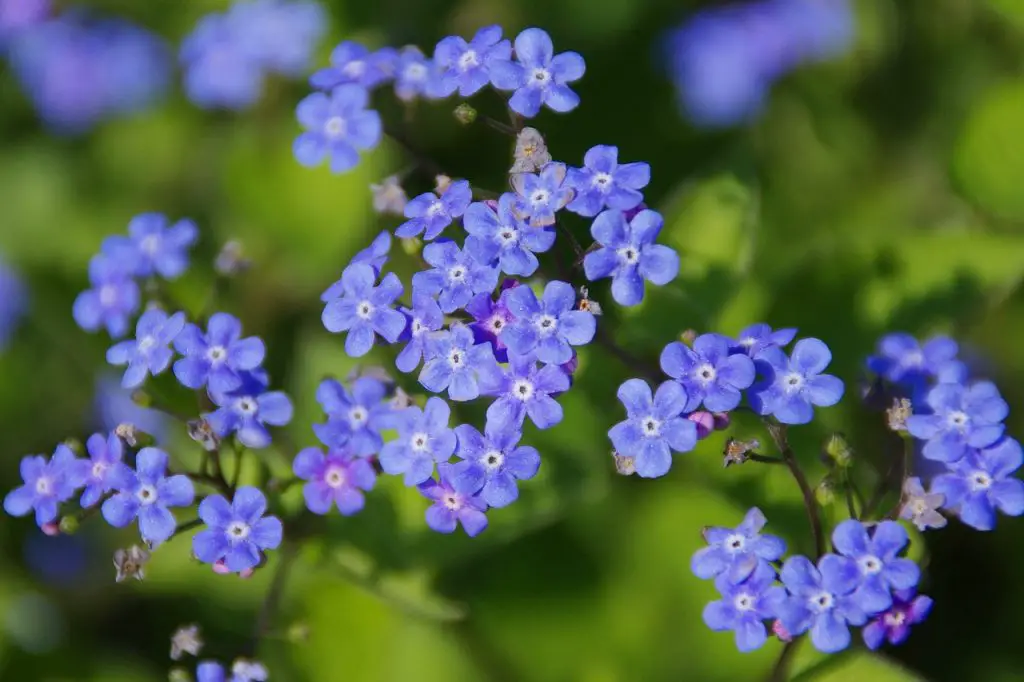 Growing Forget-Me-Not in Your Garden