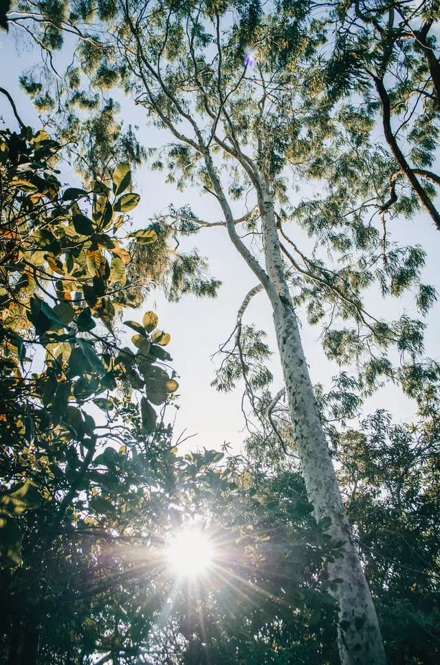 Growing a Eucalyptus Tree