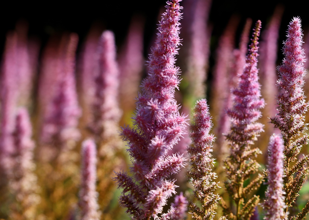 Guide to Growing Astilbes