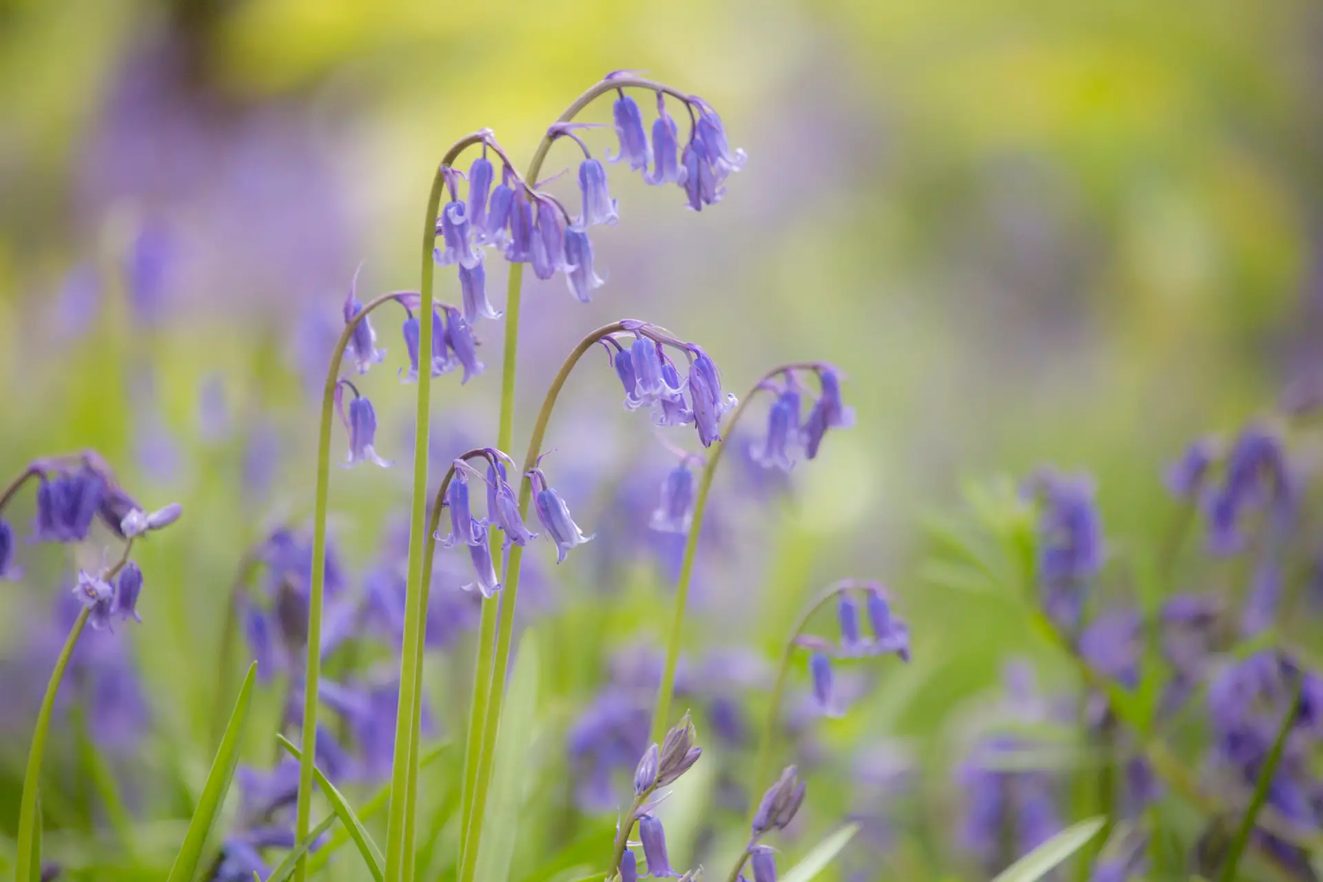 Guide to Growing Bluebells