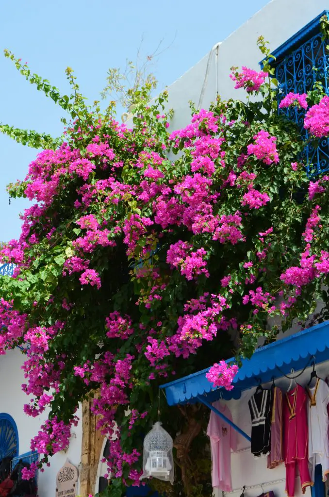 Guide to Growing Bougainvillea