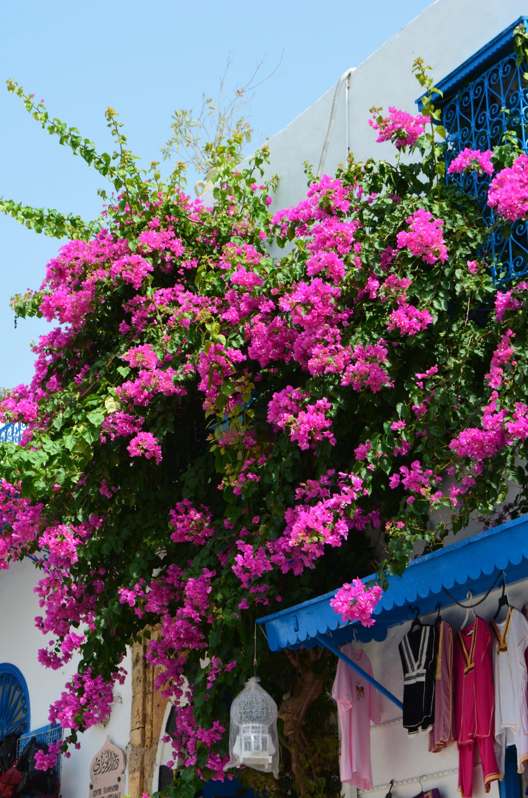 Guide to Growing Bougainvillea