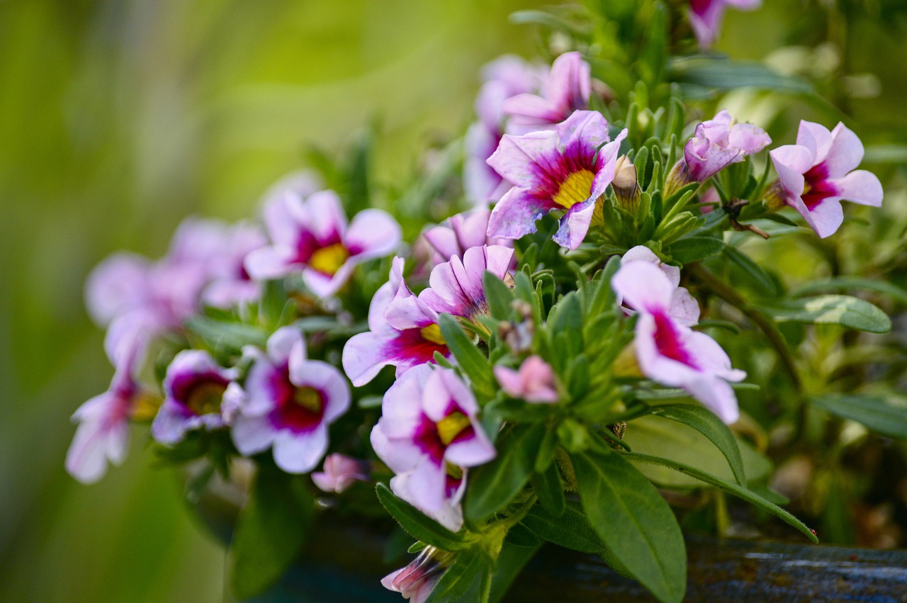 Guide to Growing Calibrachoa (Million Bells)