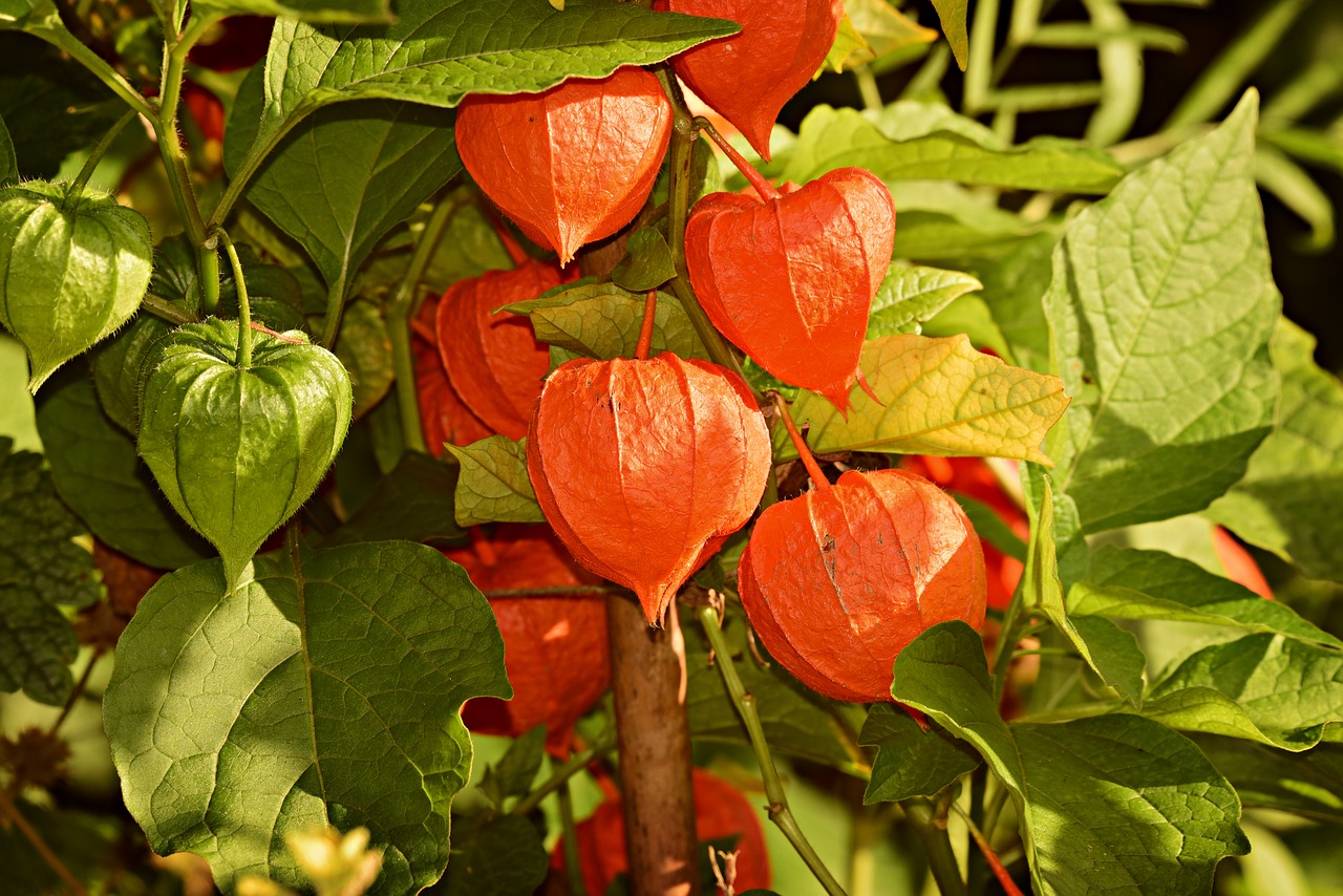 Guide to Growing Chinese lantern plant (Physalis alkekengi)