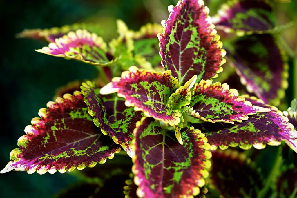 Guide to Growing Coleus