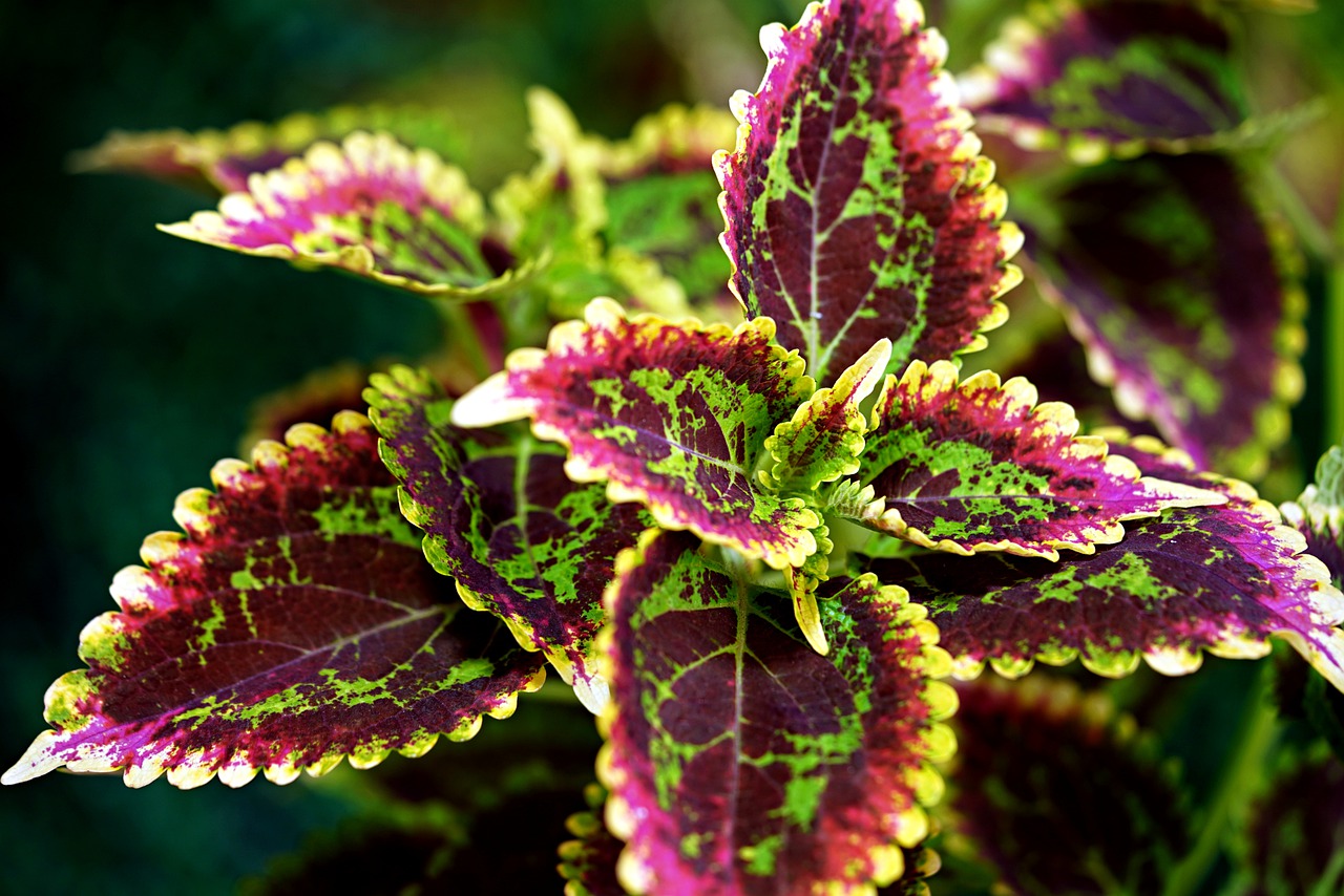 Guide to Growing Coleus