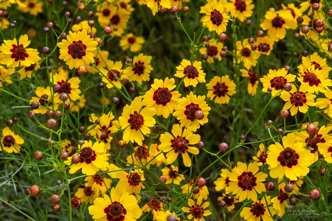 Coreopsis Plant Growing Guide For Beginners Real Men Sow