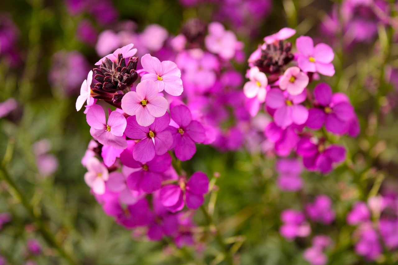 Guide to Growing Erysimum, The Wallflowers