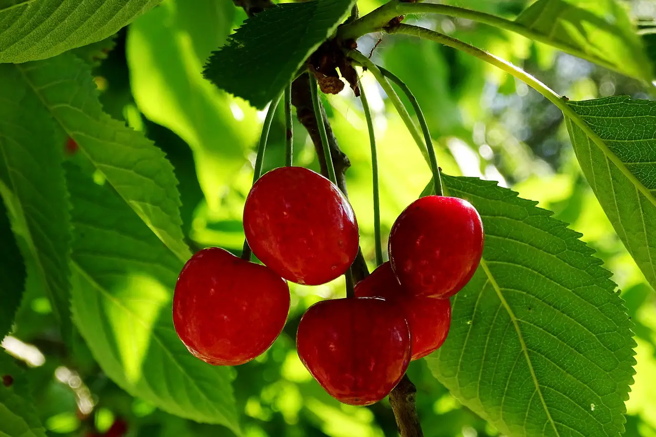 Guide to Growing Morello Cherries