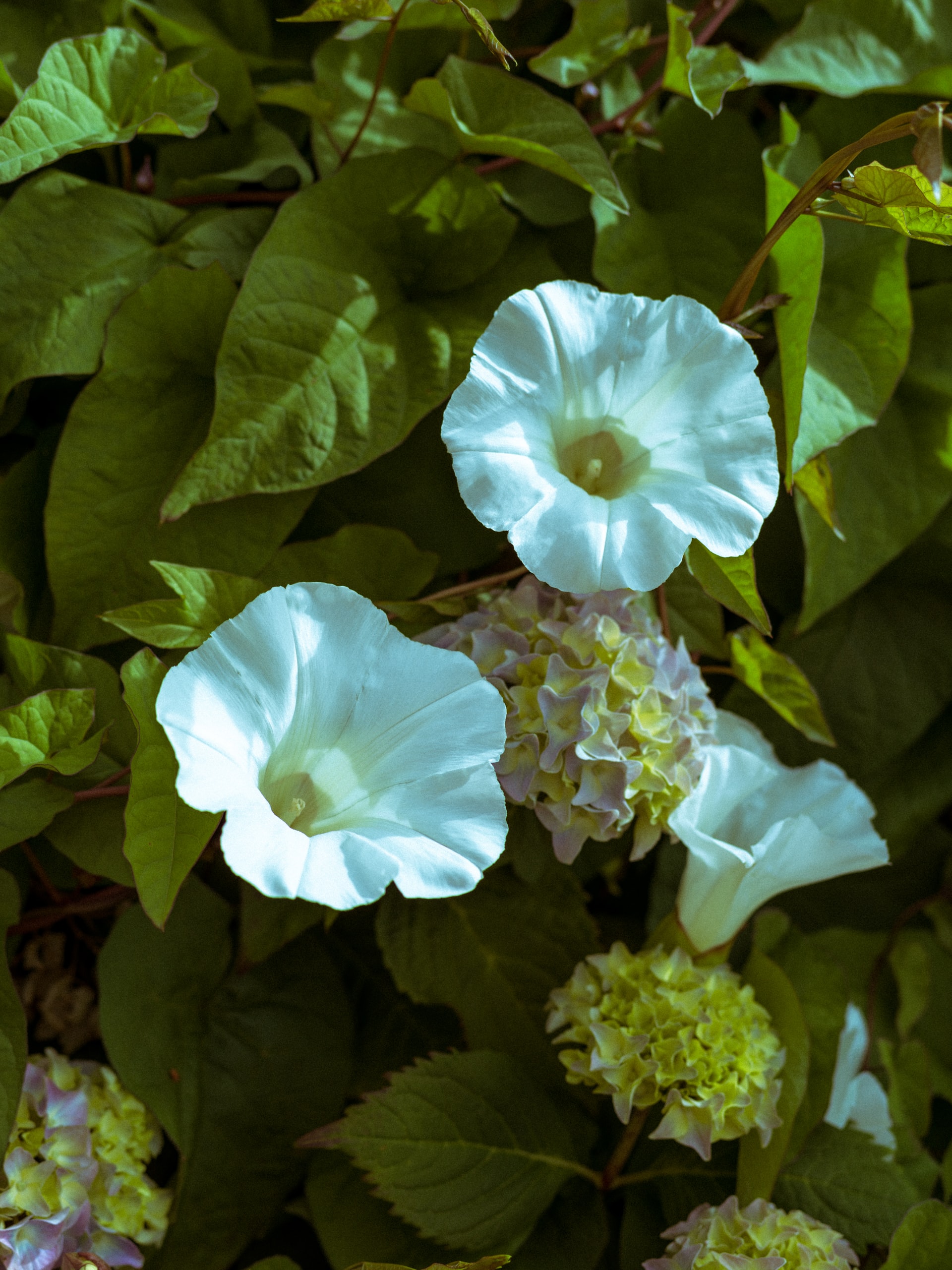 Guide to Growing Morning Glory