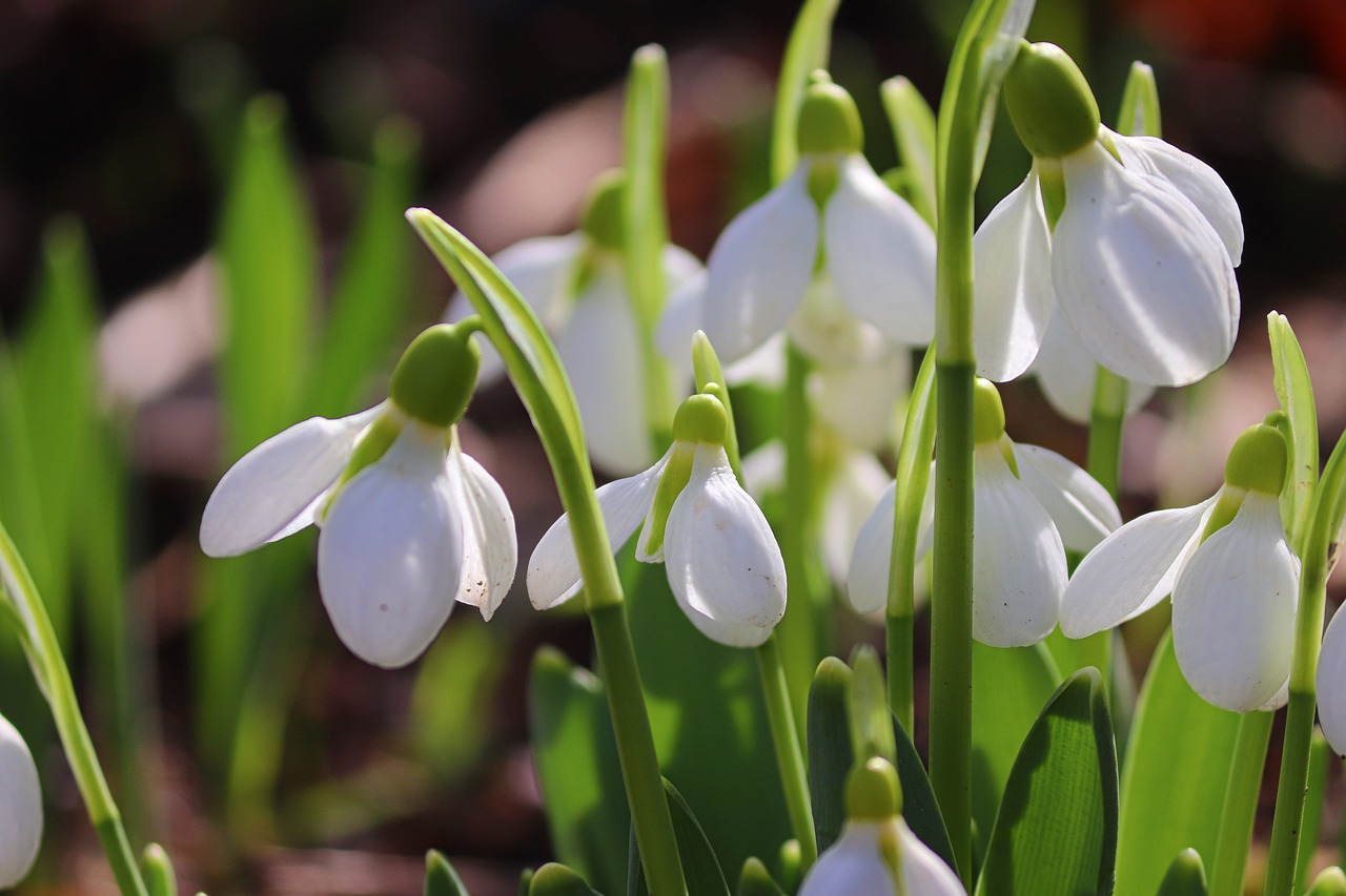 Guide to Growing Snowdrops