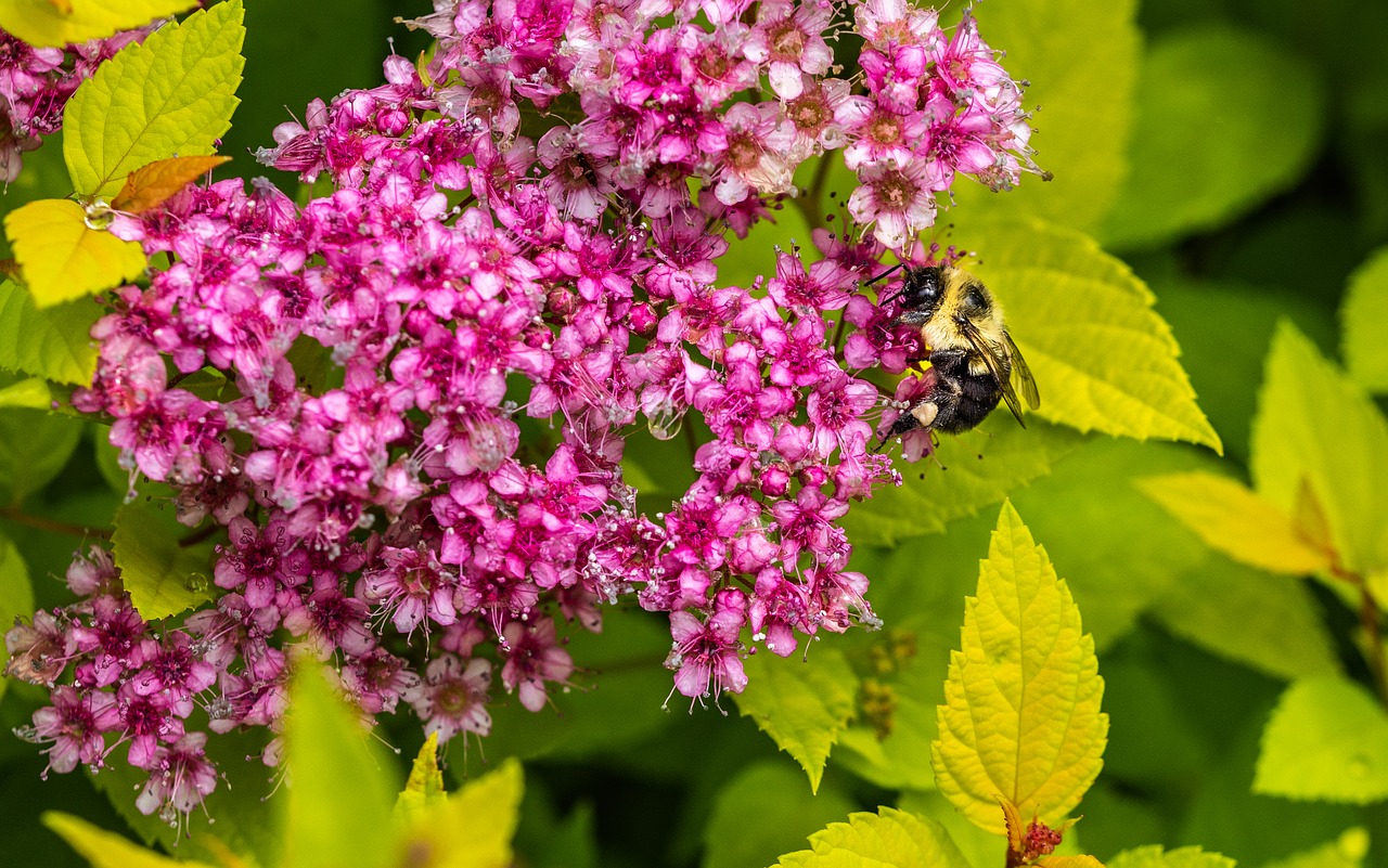 Guide to Growing Spiraea