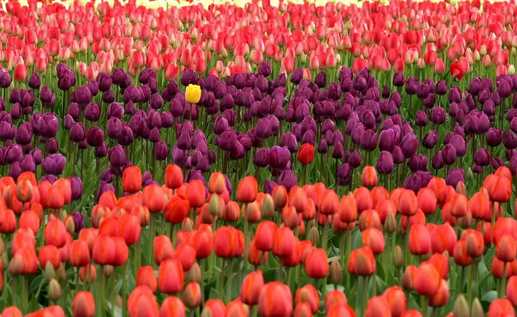 Guide to Growing Tulips