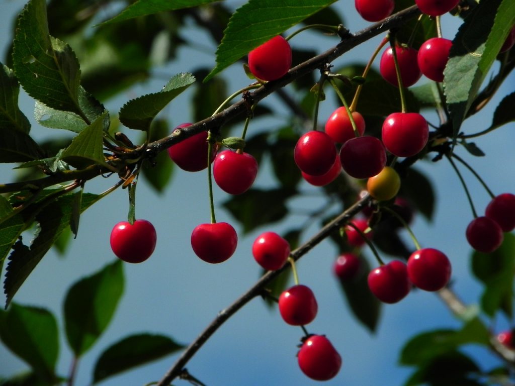 Grow Morello Cherries With These Tips Real Men Sow