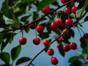Morello Cherries