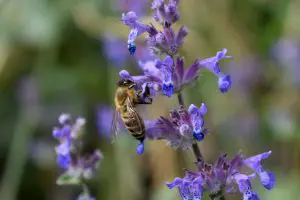 Nepeta attracting bees