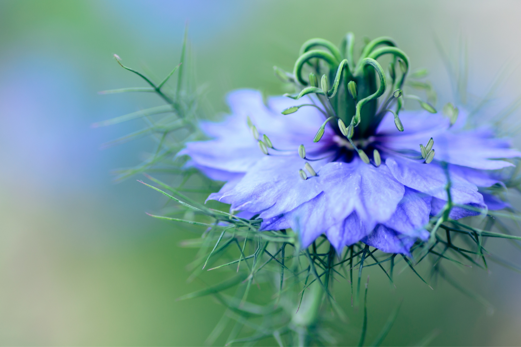 Nigella Plant