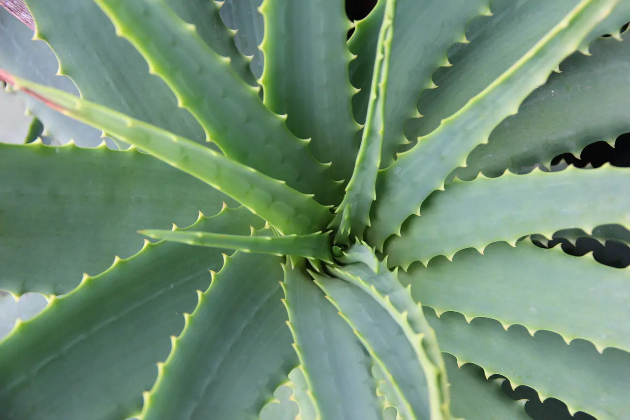What You Need To Know When Growing Aloe Vera