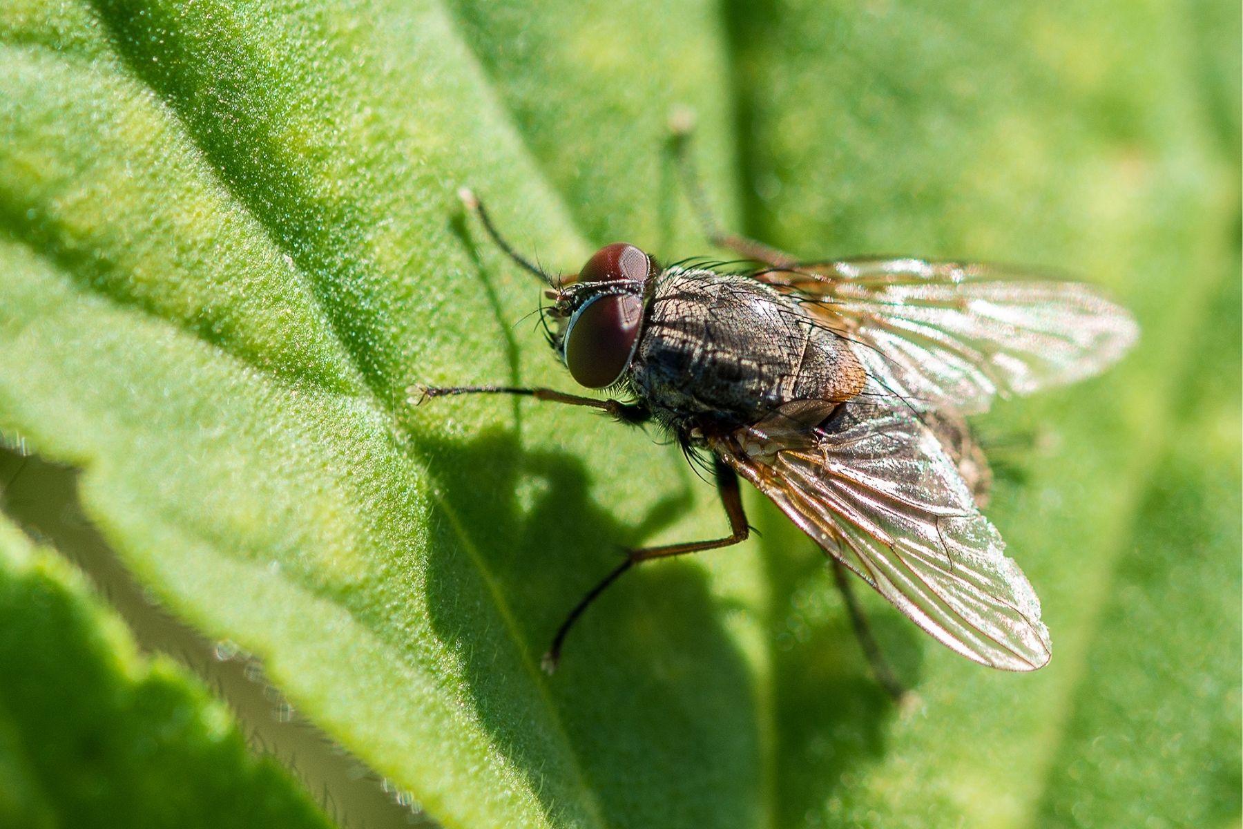 Black Fly On green leaf