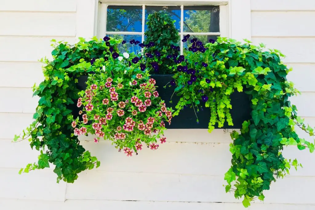 green plants hanging from window box