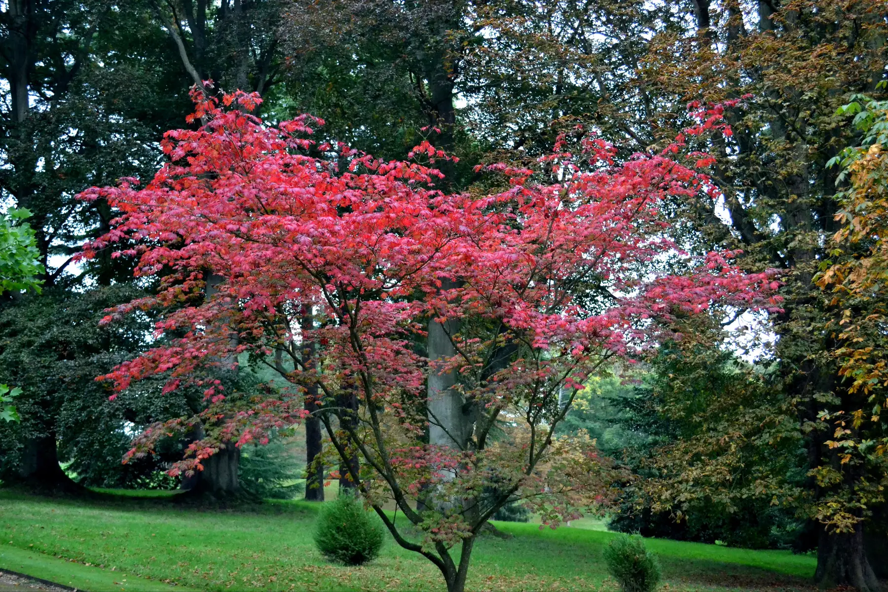 small acer tree
