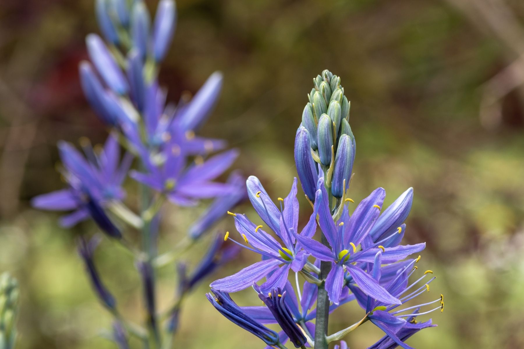 Camassias Outdoors