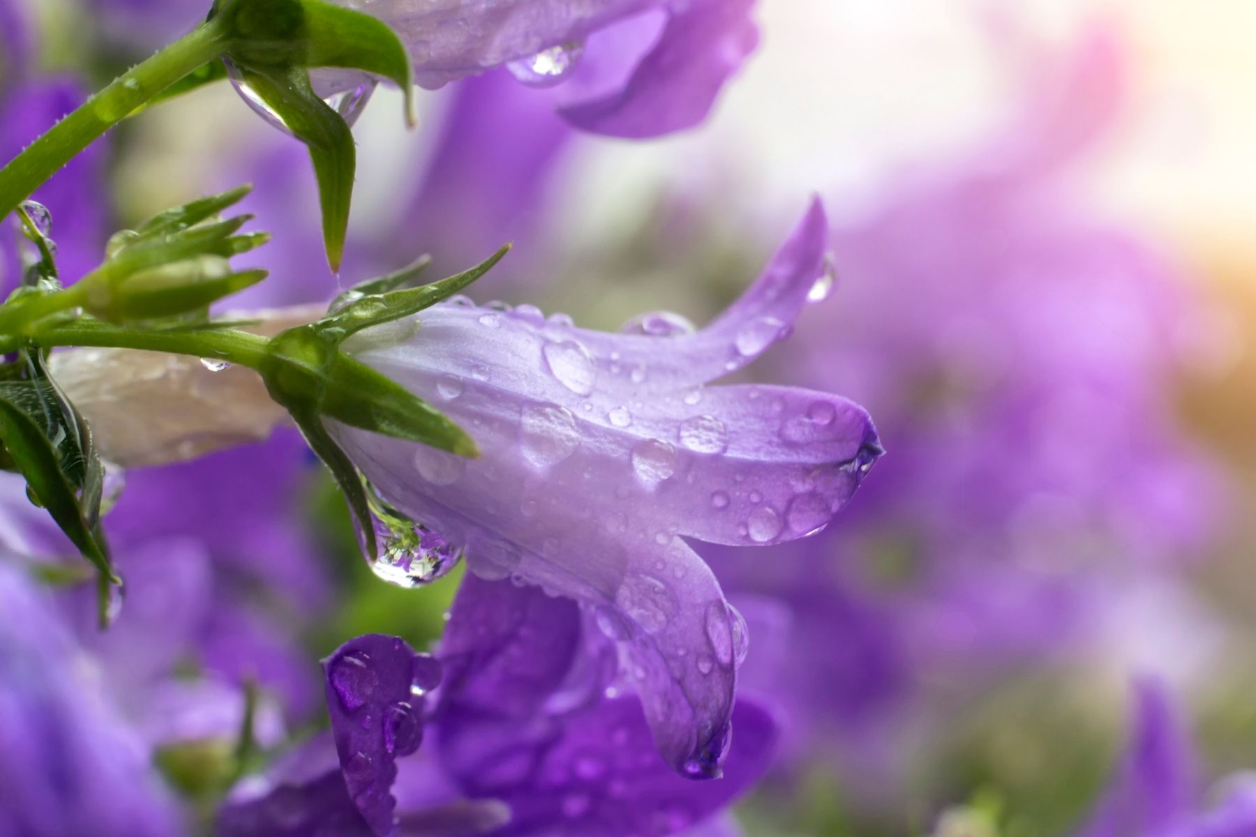 Campanula flower close-up