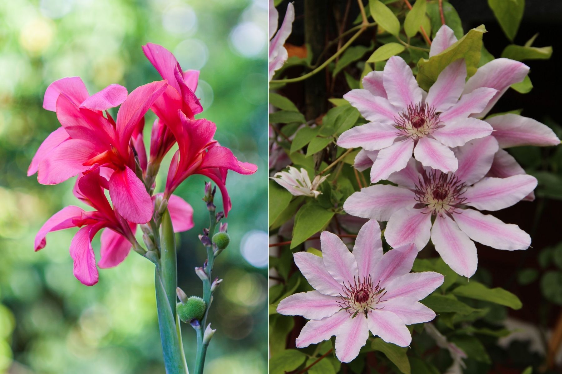 pink flowers in garden