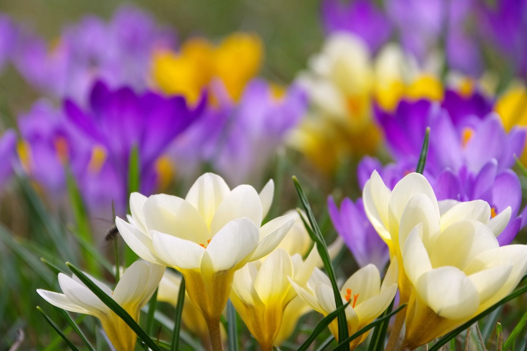 purple and white Crocus Bulbs