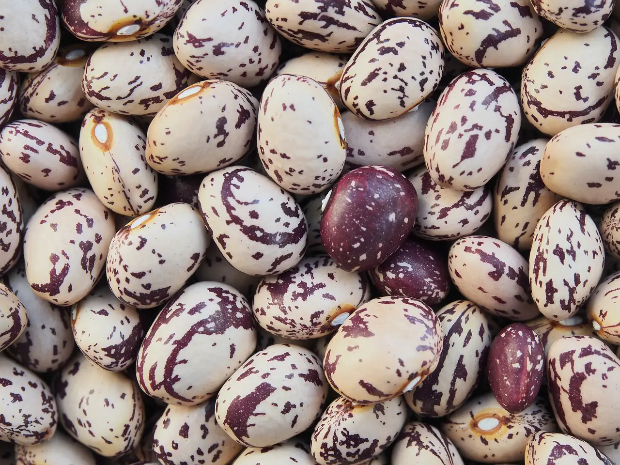 Guide to Growing Borlotti Beans