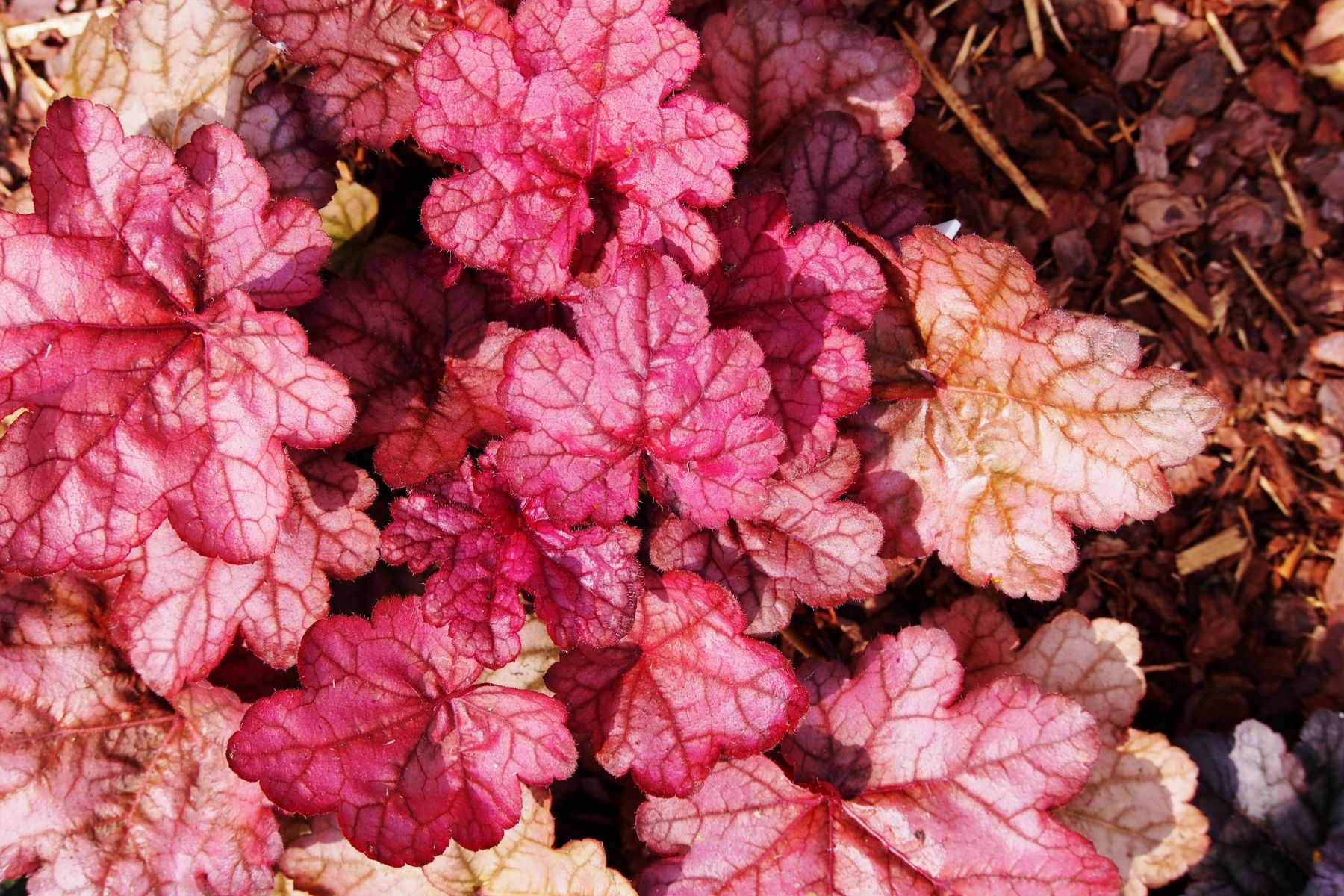 Heuchera plant red