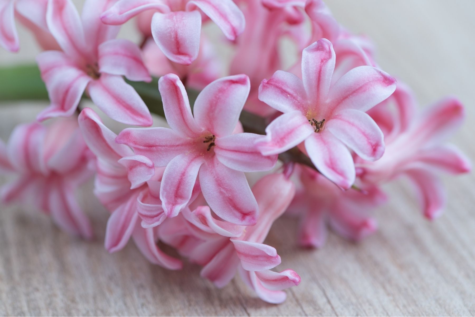 pink Hyacinths flowers