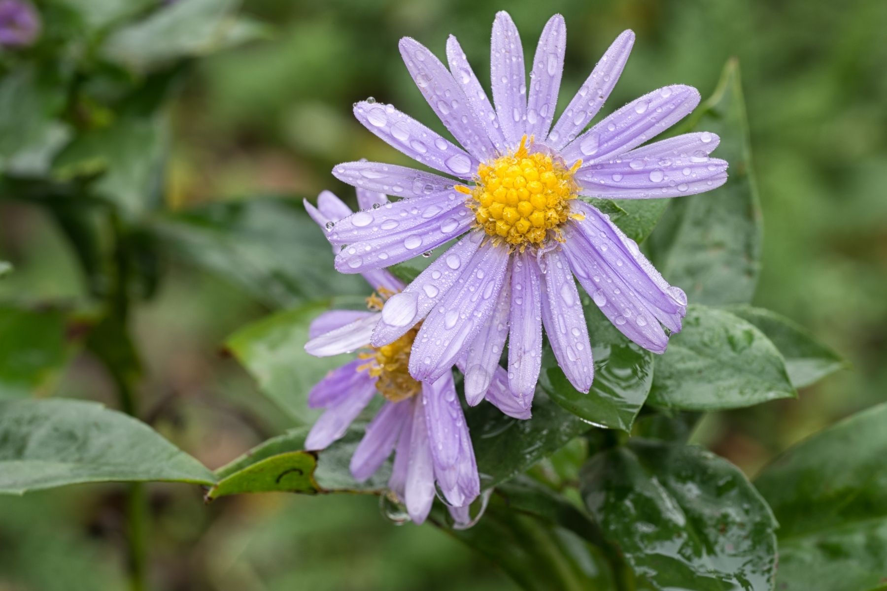 Michaelmas Daisy Purple