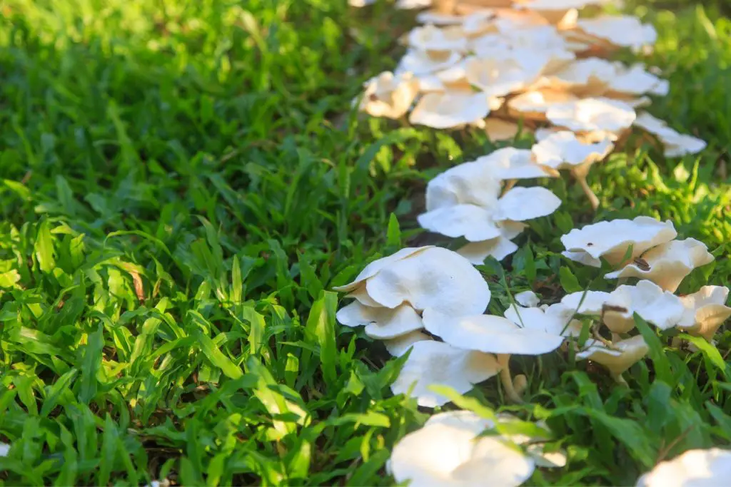 Mushrooms in lawn