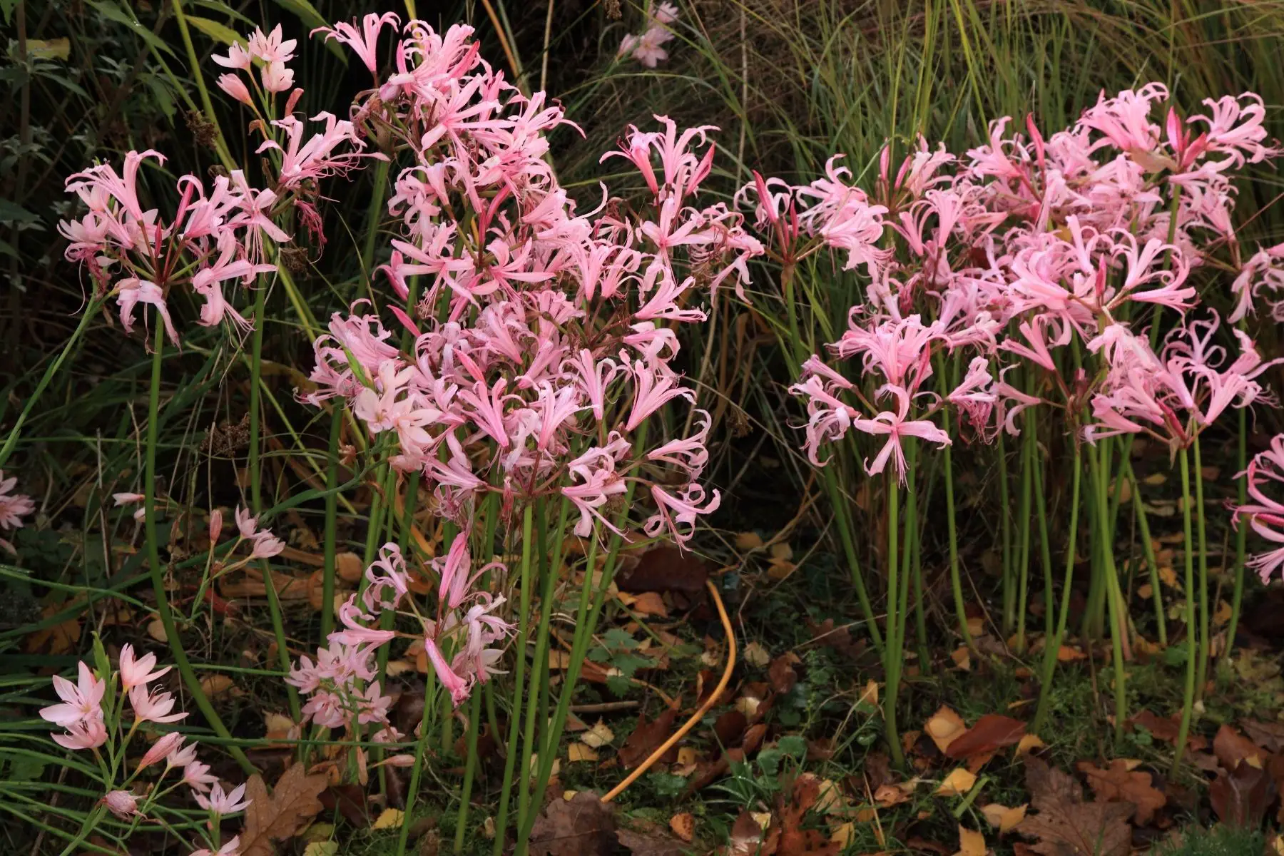 Pink Nerines in garden