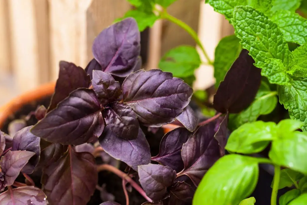 Purple Basil a black leaved plant