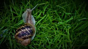 Snail in the Garden