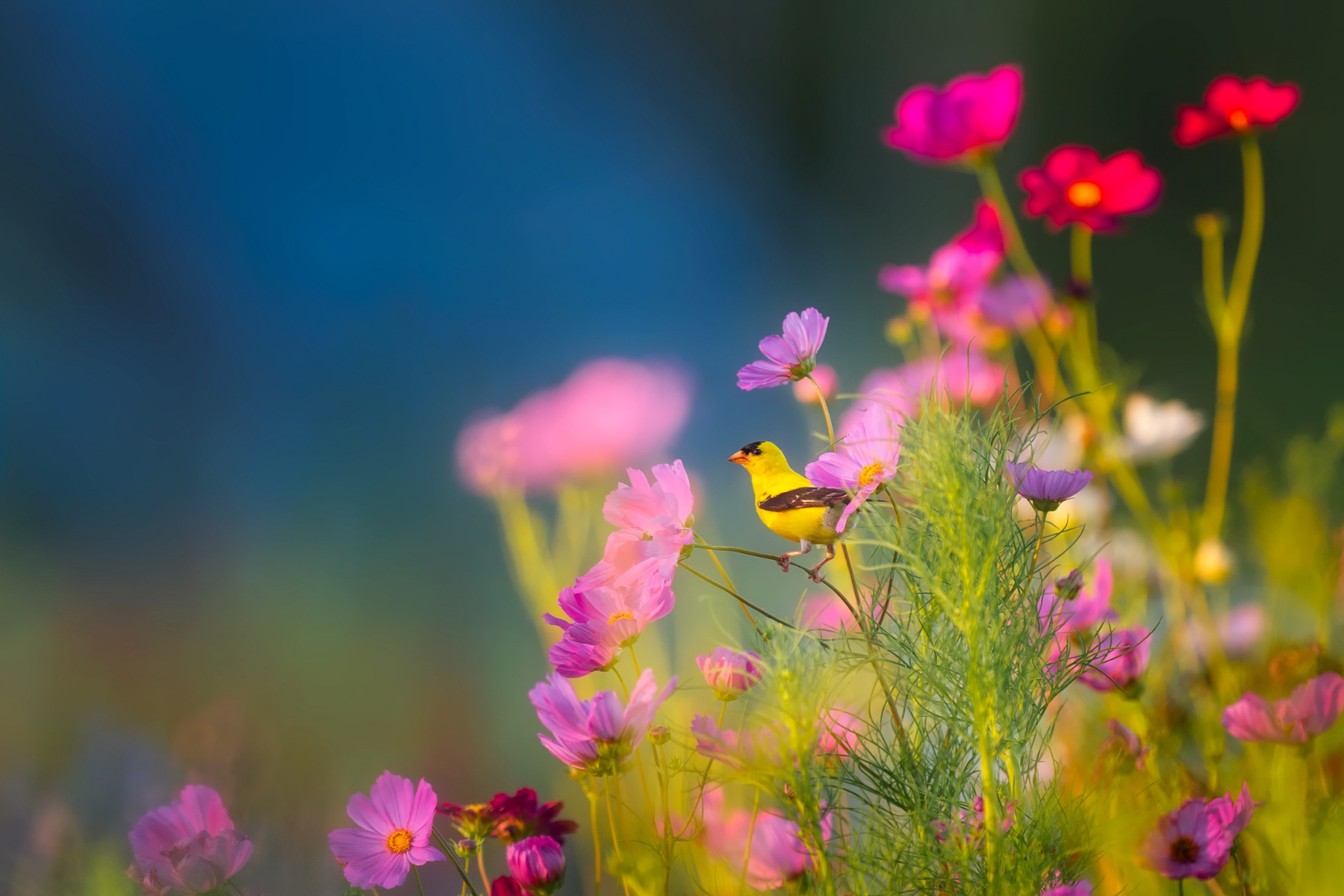 spring flowers