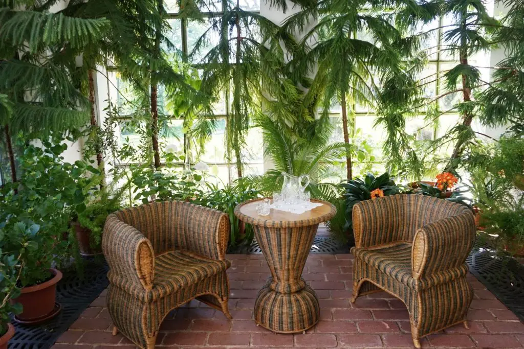 Tropical Plants indoors