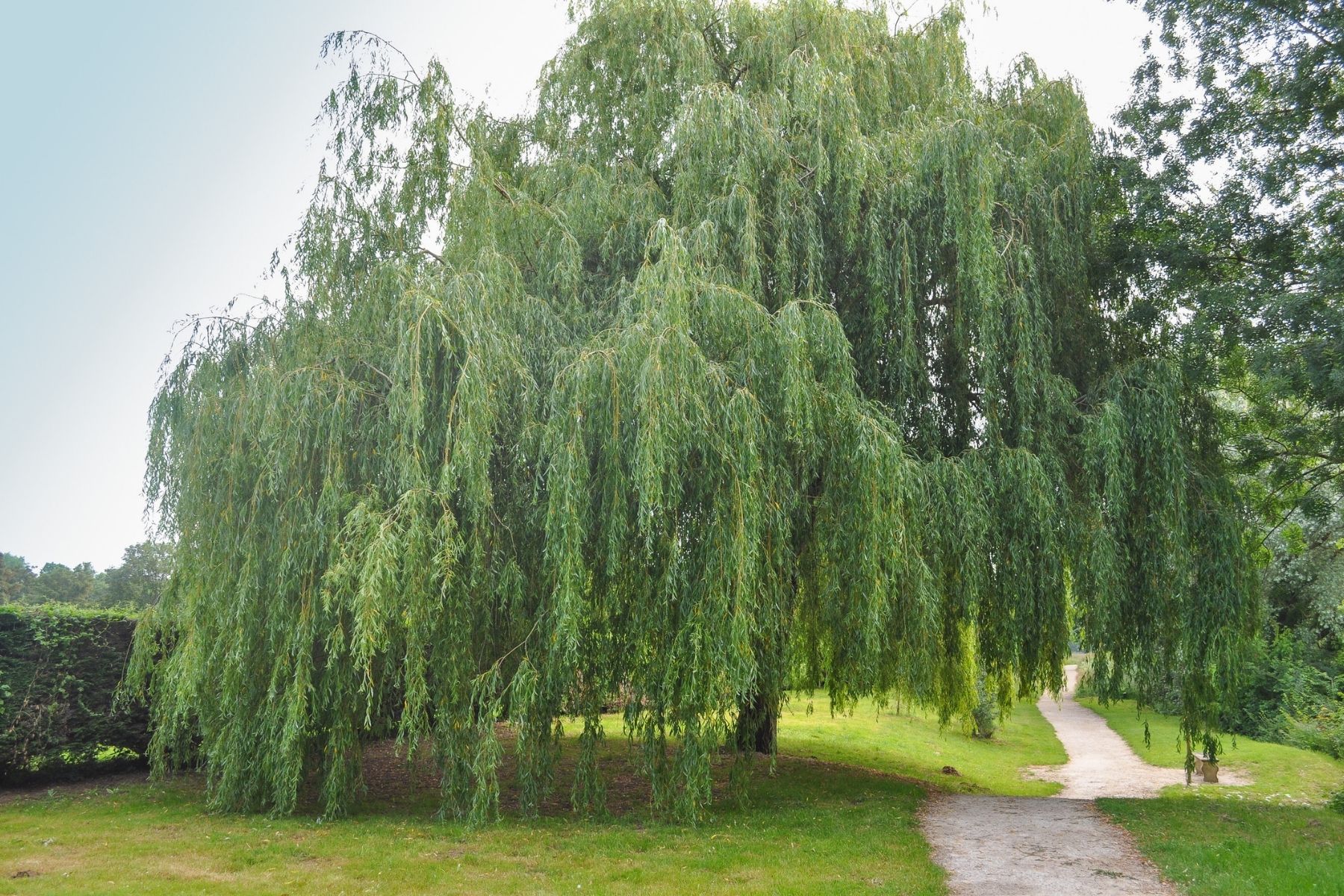 Weeping Willow Tree