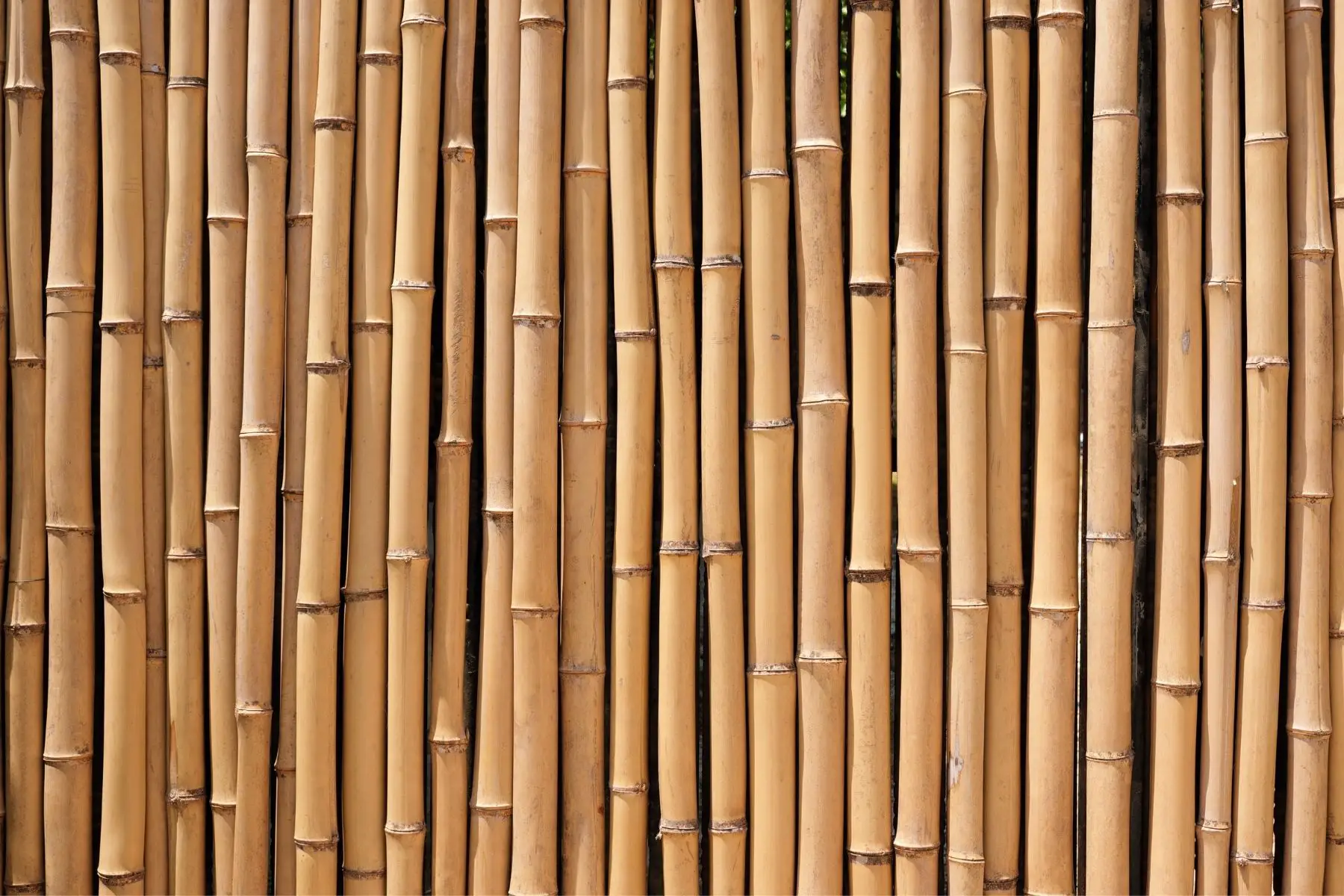bamboo screening fence