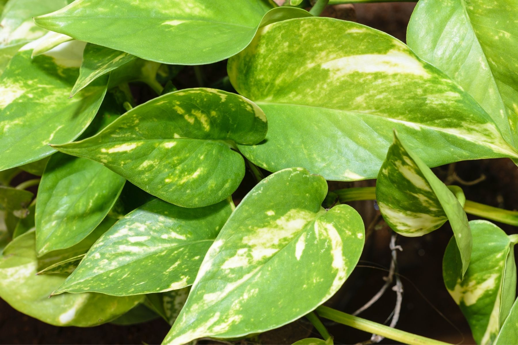 devil's ivy indoor plant