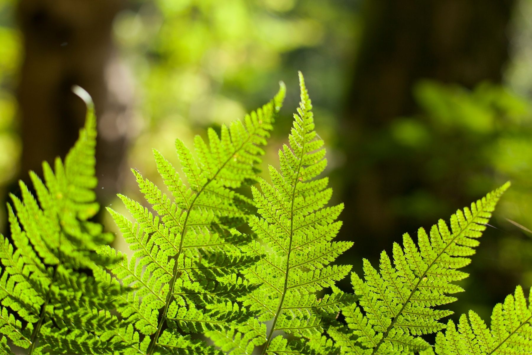 ferns