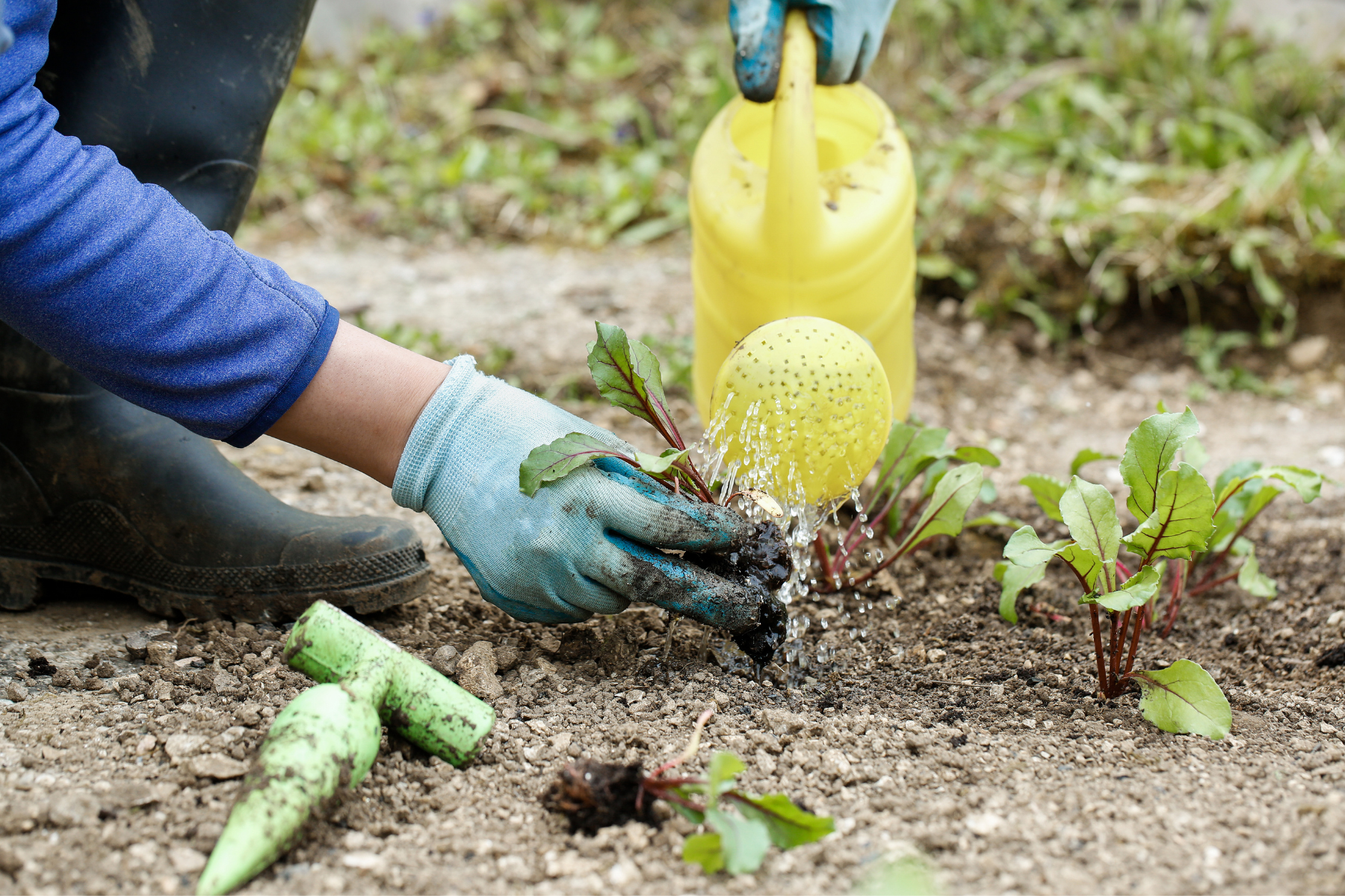 fertilising and watering plant