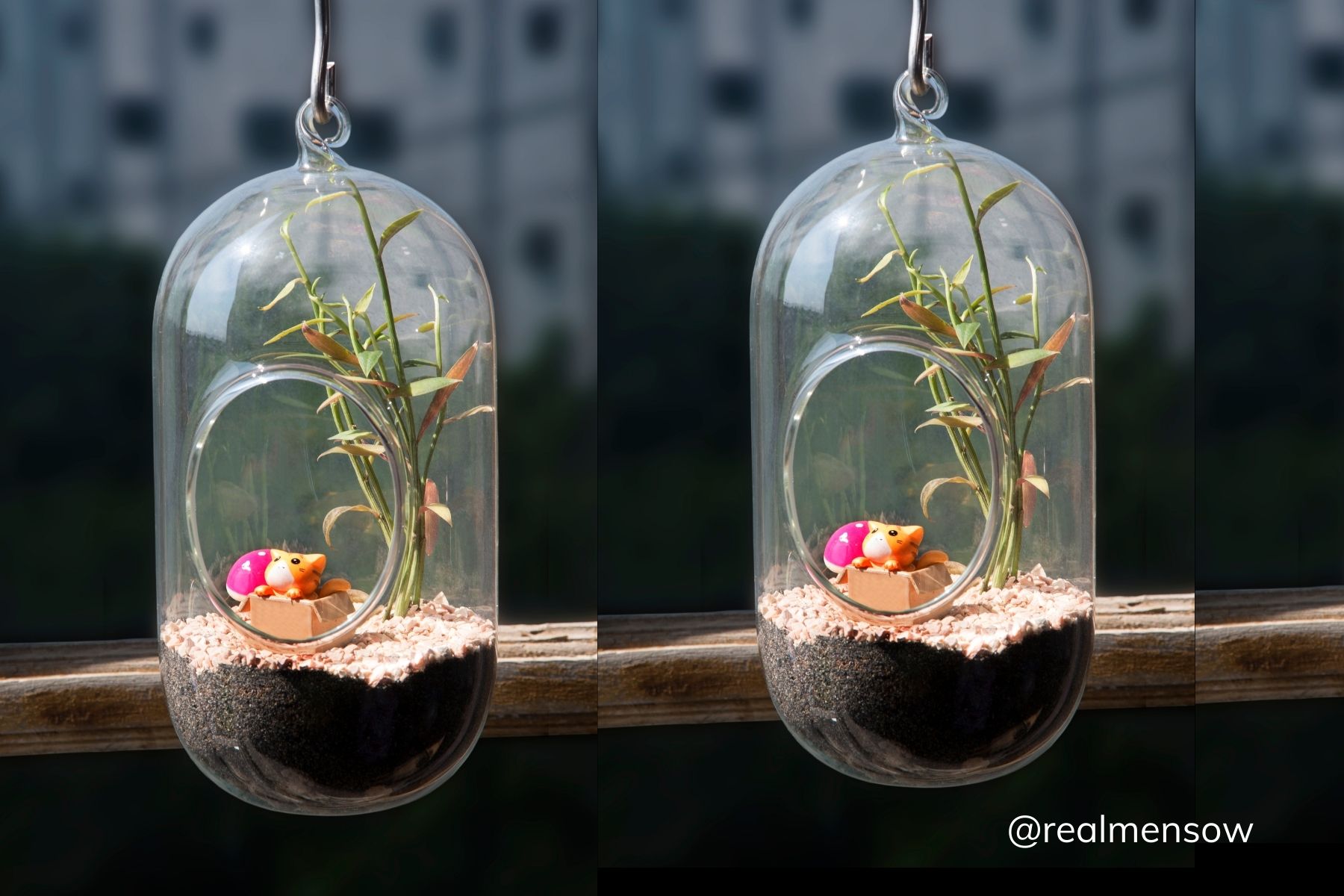 plants in glass containers indoors